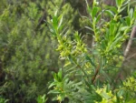 Baccharis selloi (35)