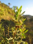 Baccharis selloi (26)