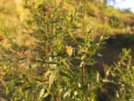 Baccharis selloi (24)