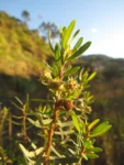 Baccharis selloi (25)