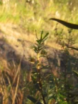 Baccharis selloi (23)