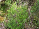 Baccharis selloi (18)