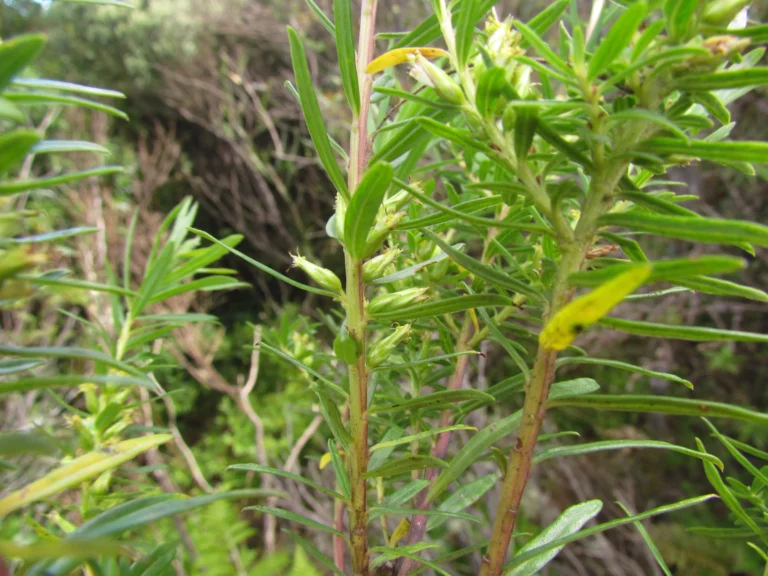 Baccharis selloi (14)