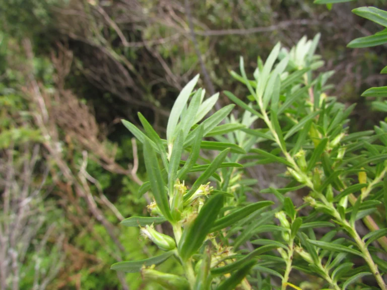 Baccharis selloi (12)