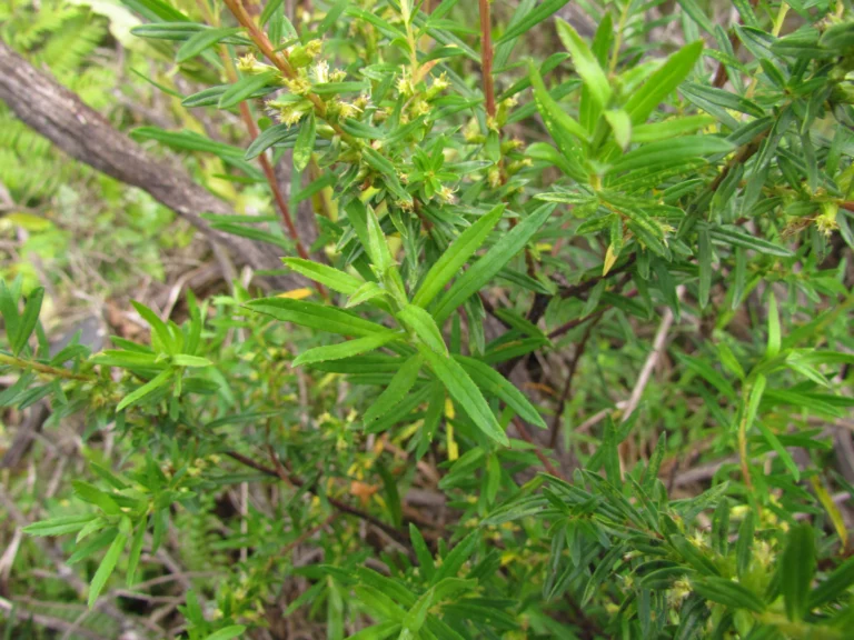 Baccharis selloi (10)