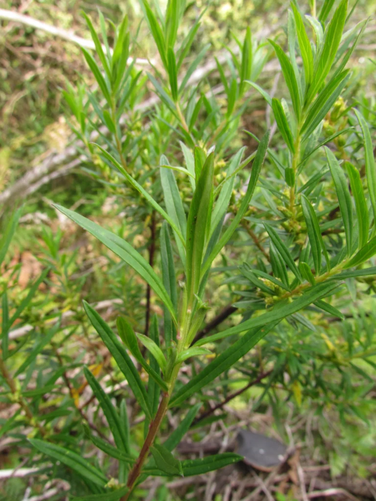 Baccharis selloi (11)