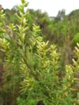 Baccharis selloi (7)