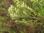 Baccharis selloi (2)