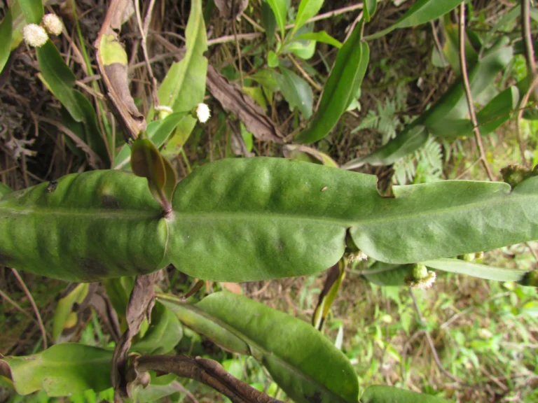Baccharis scopulorum (11)