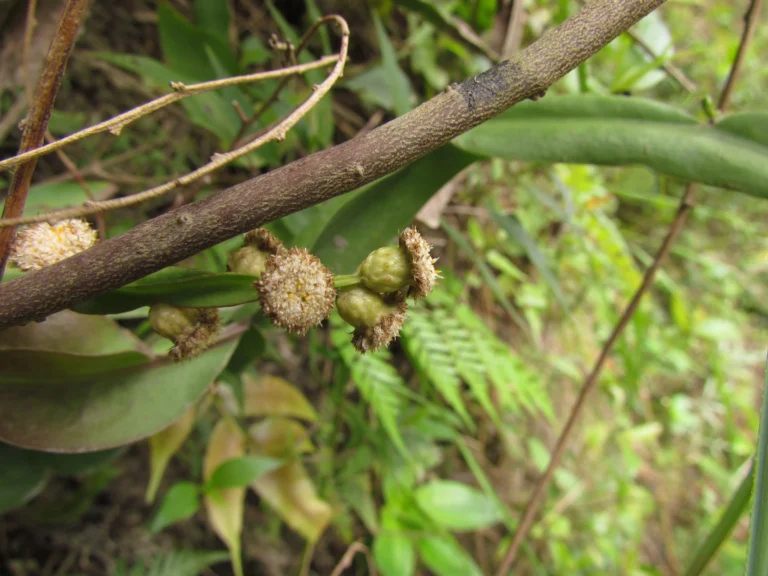 Baccharis scopulorum (13)