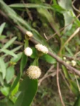 Baccharis scopulorum (10)
