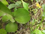 Baccharis scopulorum (4)