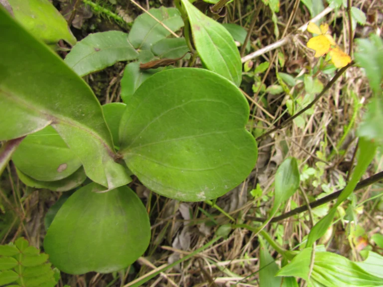 Baccharis scopulorum (4)