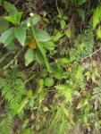 Baccharis scopulorum (2)