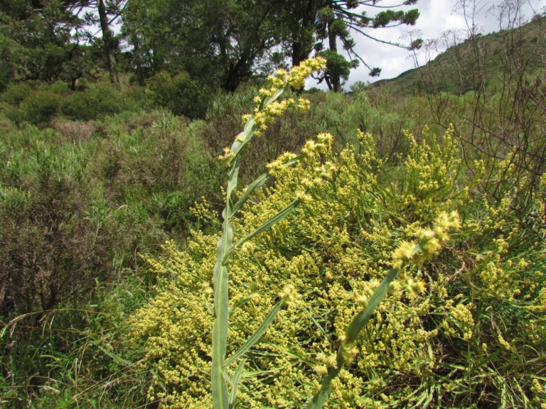 Baccharis sagittalis (18)