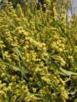 Baccharis sagittalis (11)