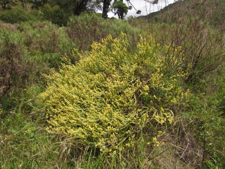 Baccharis sagittalis (10)