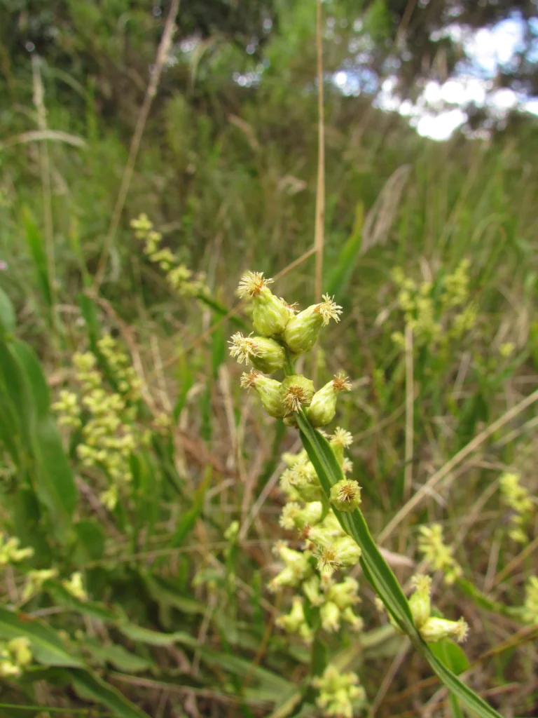 Baccharis sagittalis (4)