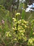 Baccharis sagittalis (3)