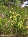 Baccharis sagittalis (2)