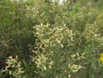 Baccharis regnellii (6)