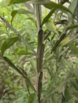 Baccharis regnellii (3)