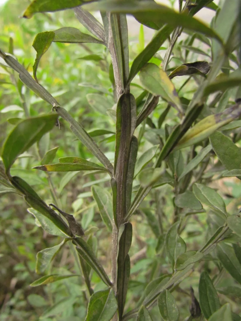 Baccharis regnellii (3)