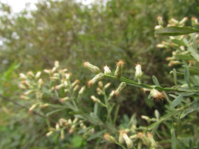 Baccharis regnellii (1)