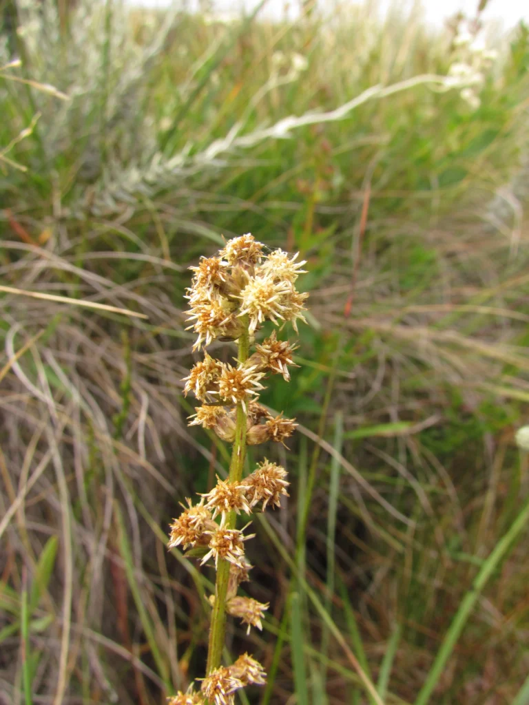 Baccharis ramboi (12)