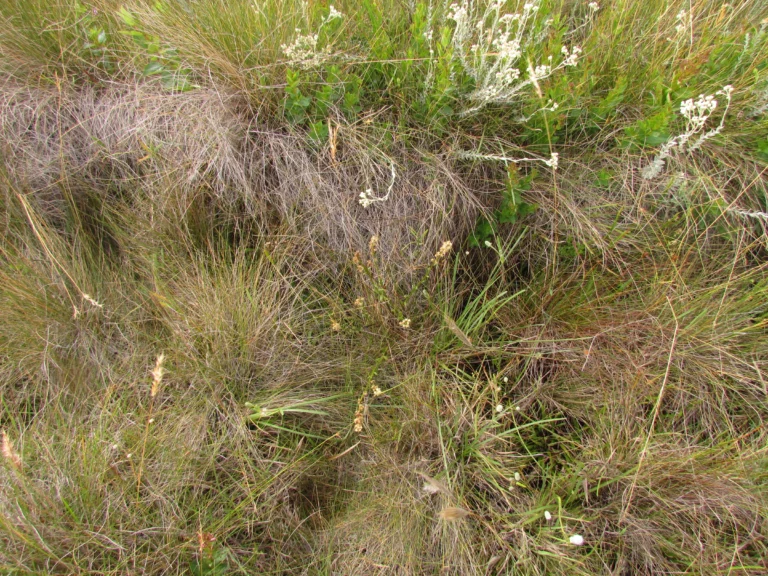 Baccharis ramboi (11)