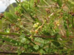 Baccharis ramboi (10)