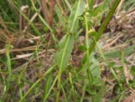 Baccharis ramboi (8)