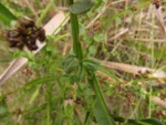 Baccharis ramboi (7)