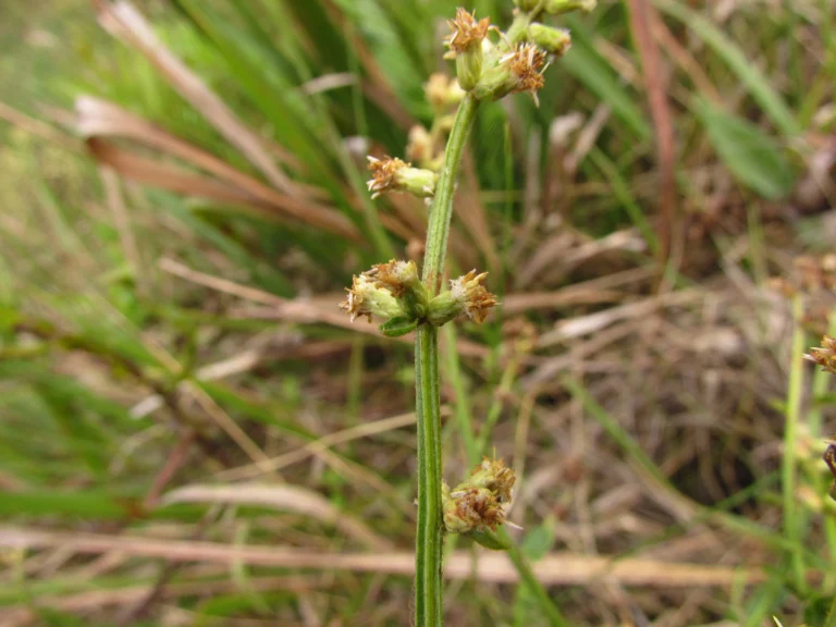 Baccharis ramboi (5)
