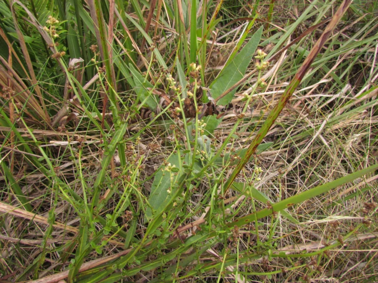 Baccharis ramboi (3)