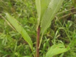 Baccharis punctulata (31)