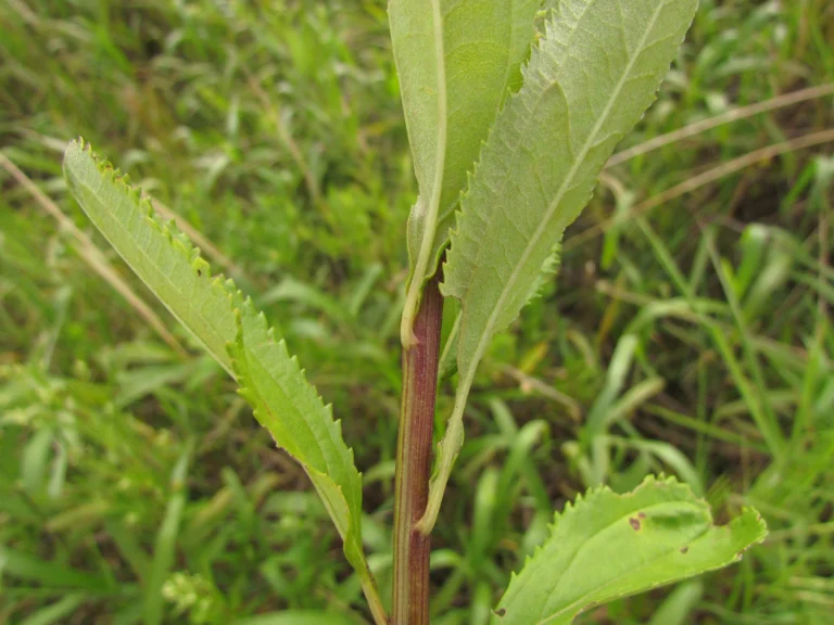 Baccharis punctulata (31)