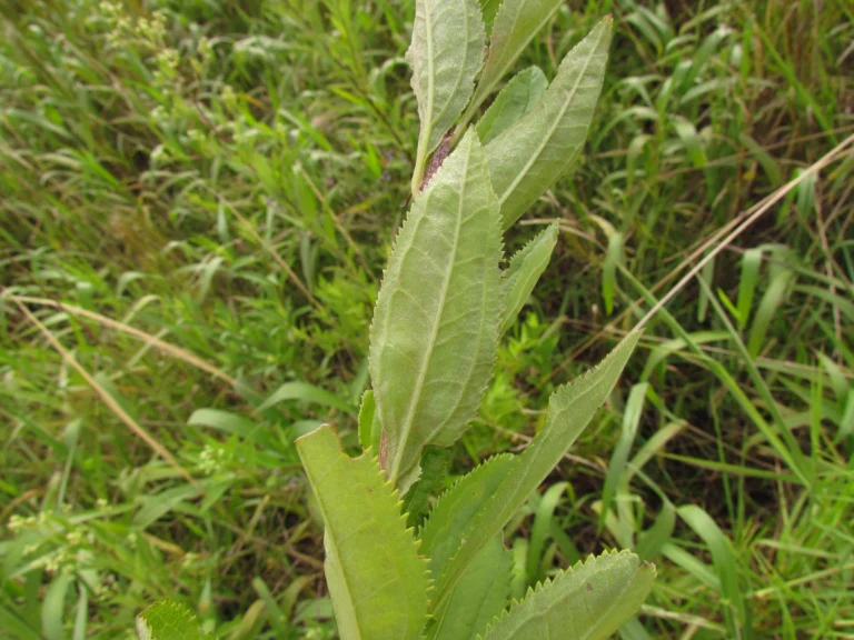 Baccharis punctulata (32)