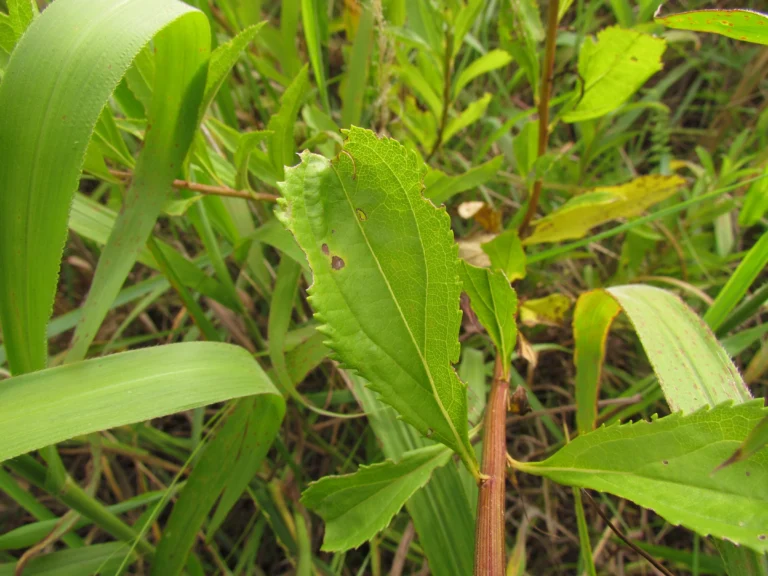 Baccharis punctulata (29)