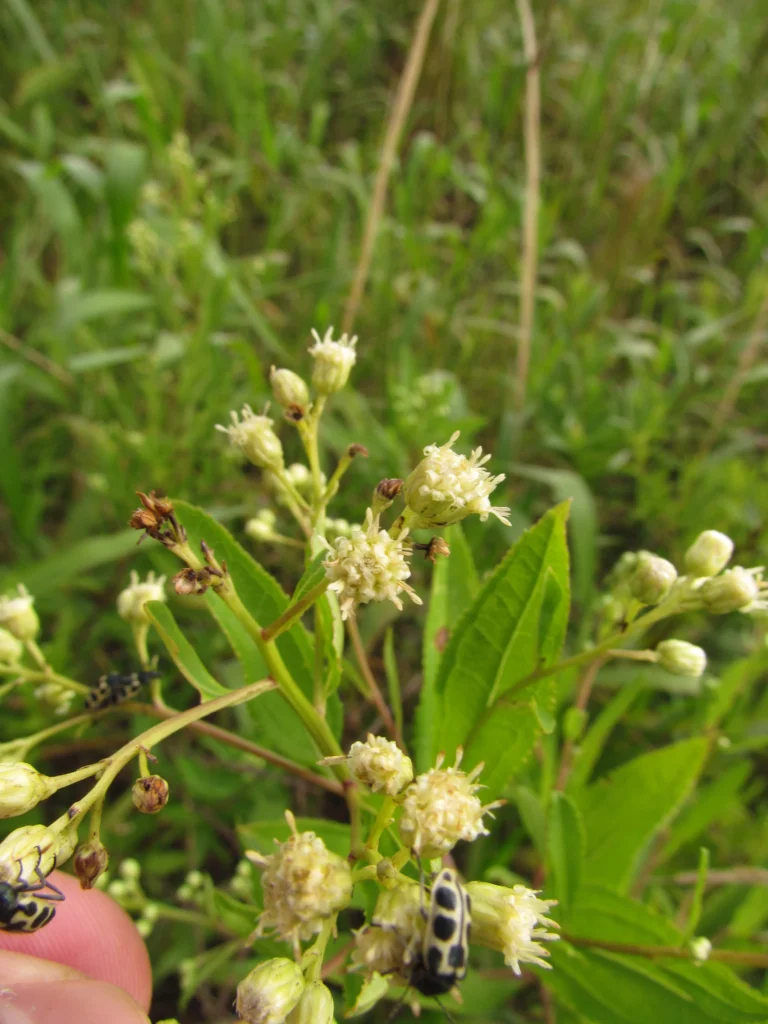Baccharis punctulata (28)