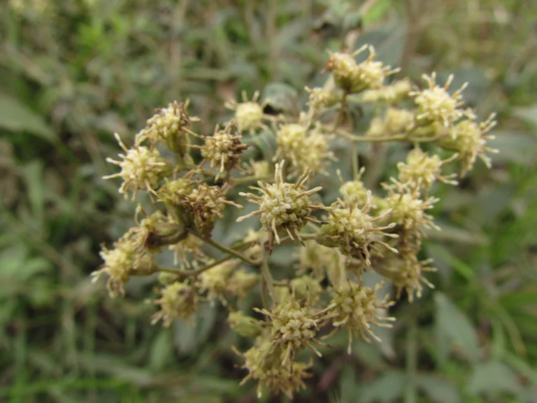 Baccharis punctulata (23)