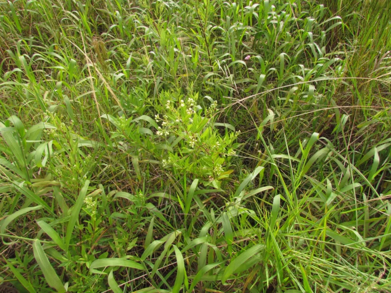 Baccharis punctulata (24)