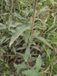 Baccharis punctulata (18)
