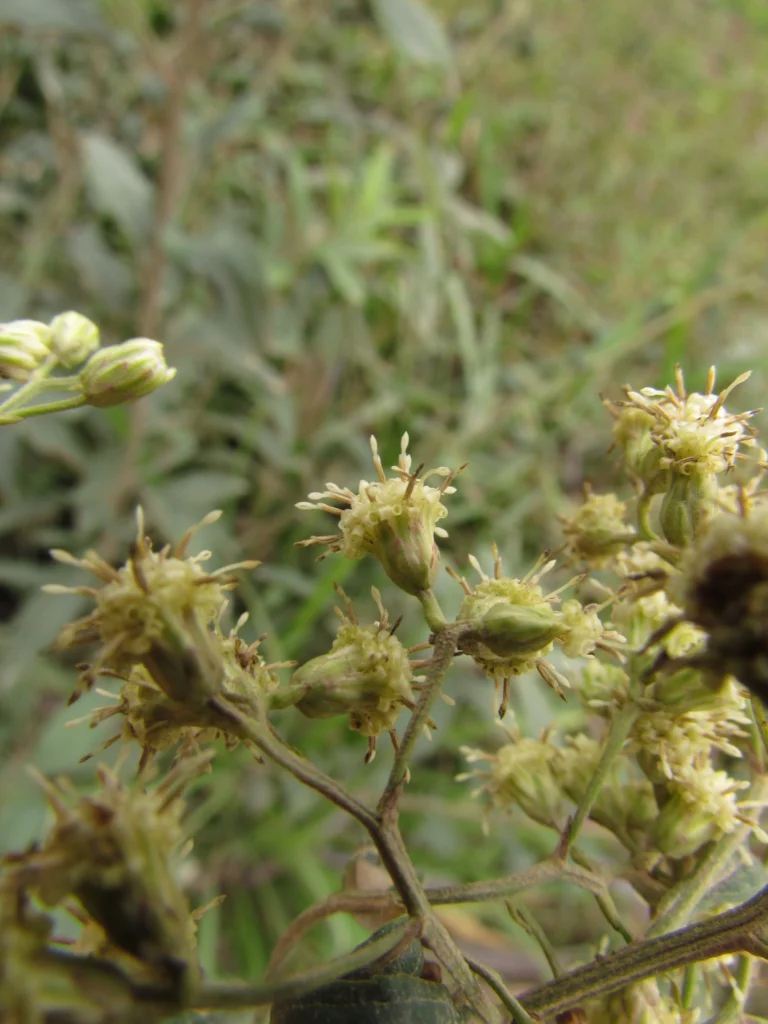 Baccharis punctulata (15)