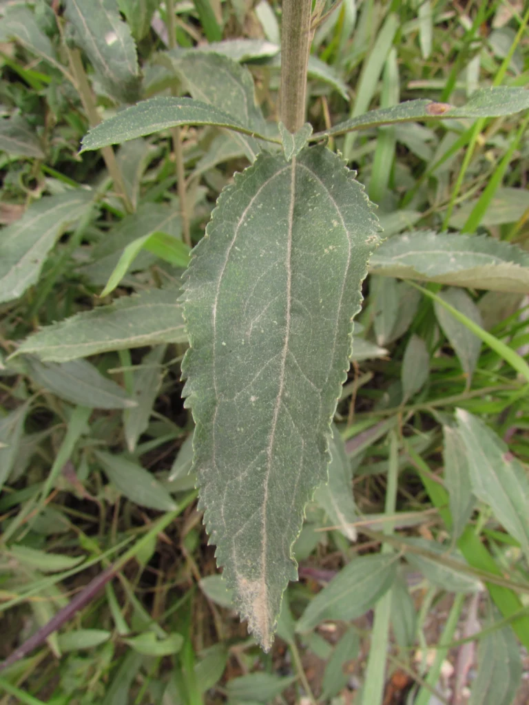 Baccharis punctulata (16)