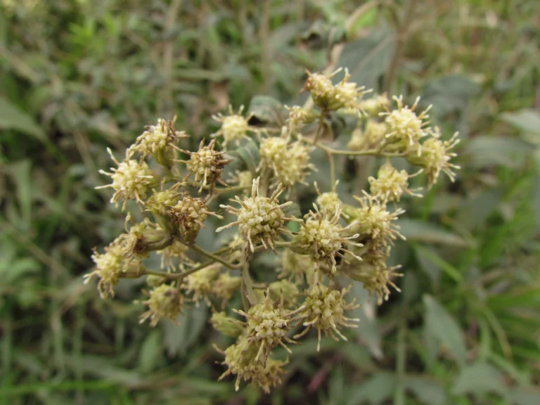 Baccharis punctulata (12)