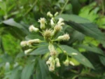 Baccharis punctulata (11)