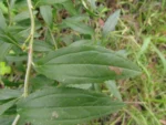 Baccharis punctulata (2)