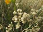 Baccharis phylicifolia (11)