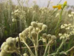 Baccharis phylicifolia (12)